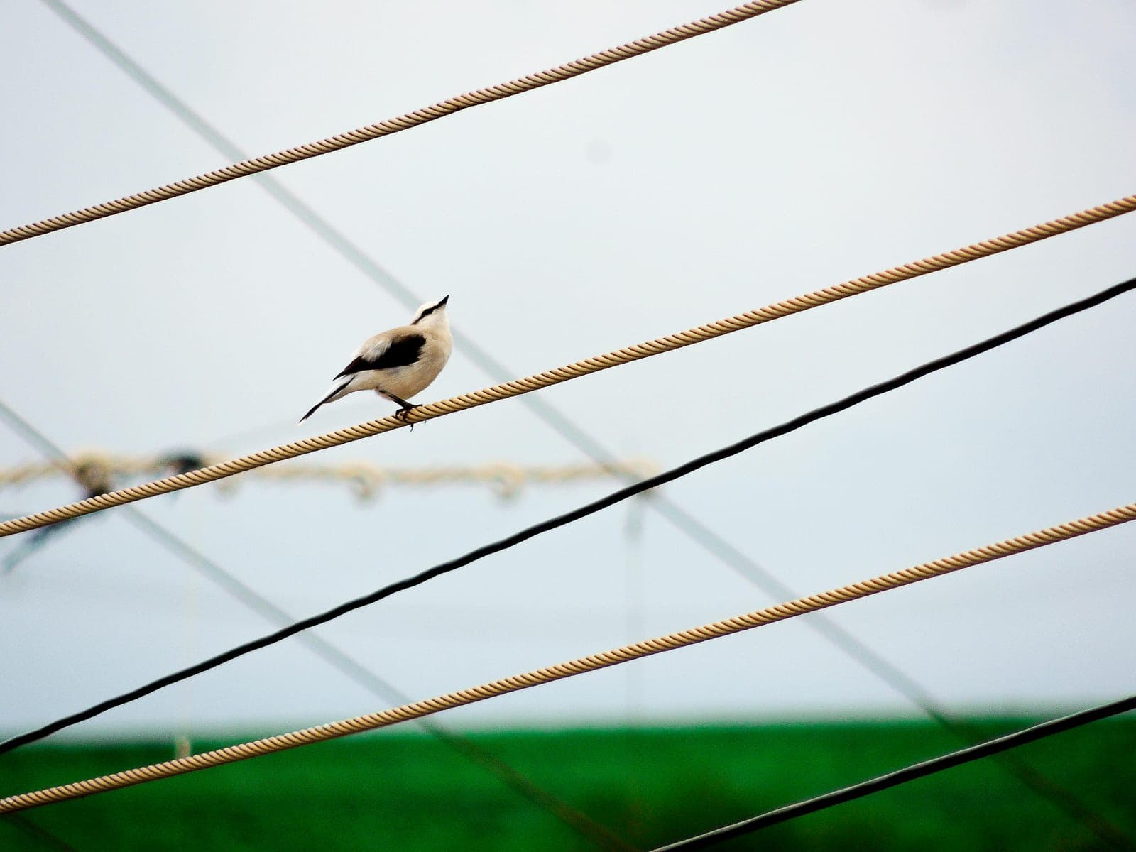 A small bird perched calmly on a wire at dawn