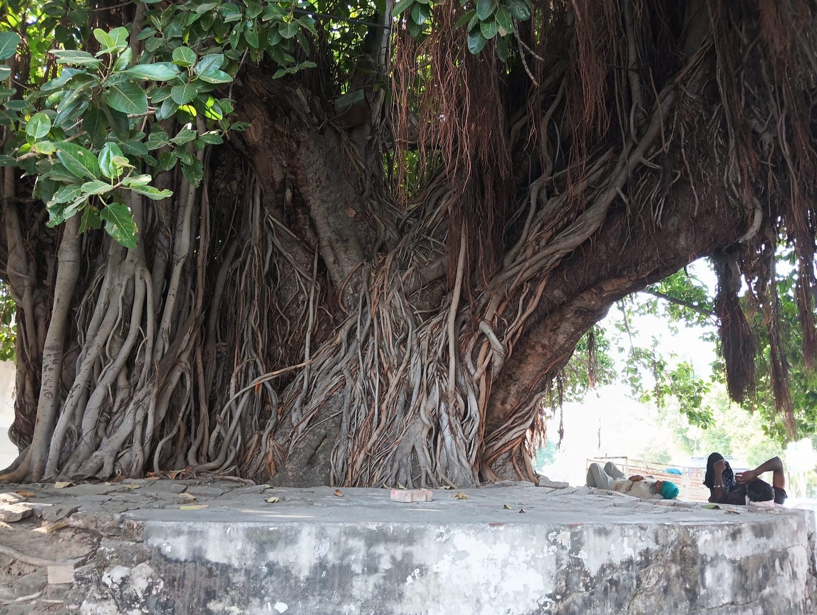 An ancient tree standing alone in a quiet landscape