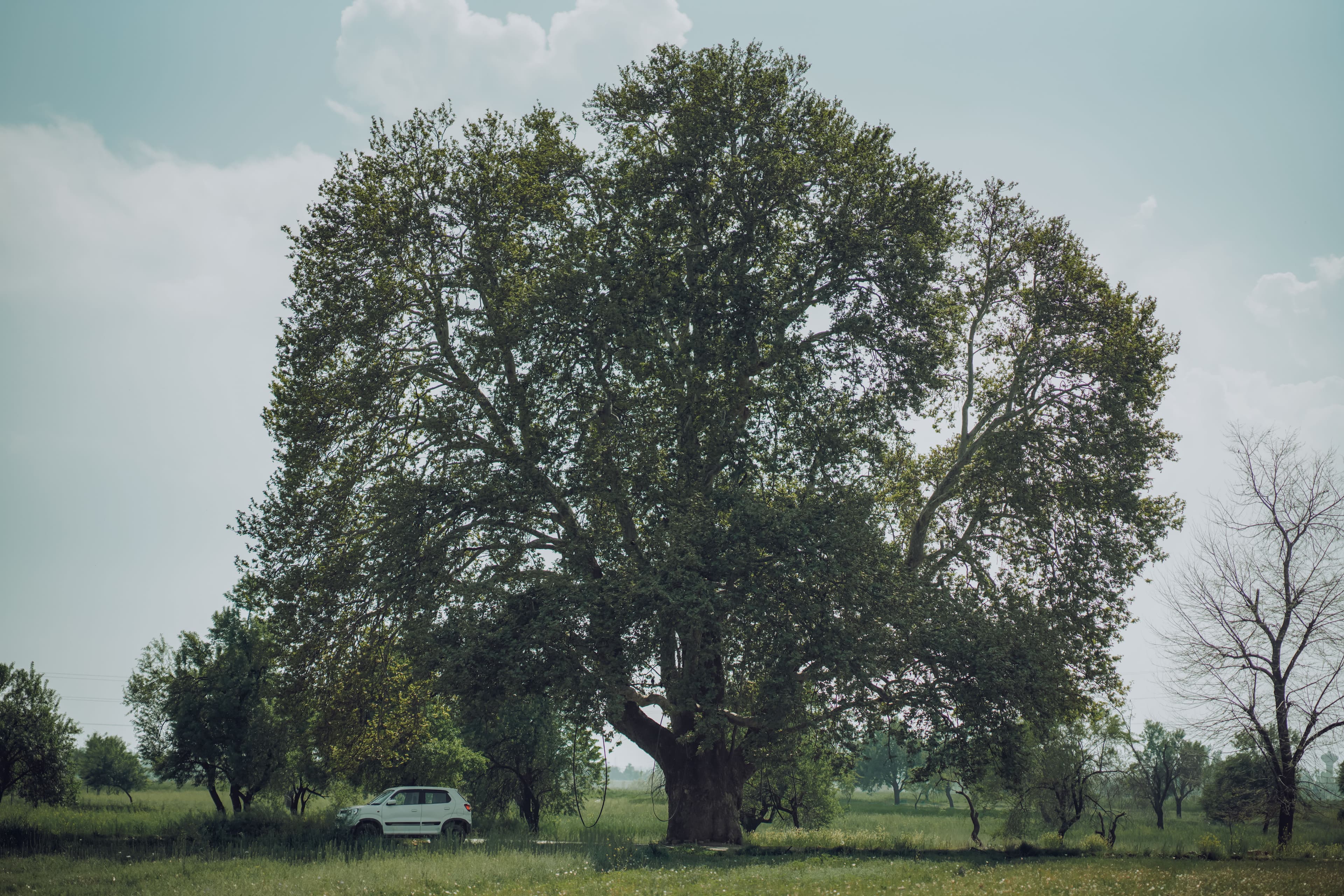 tree
