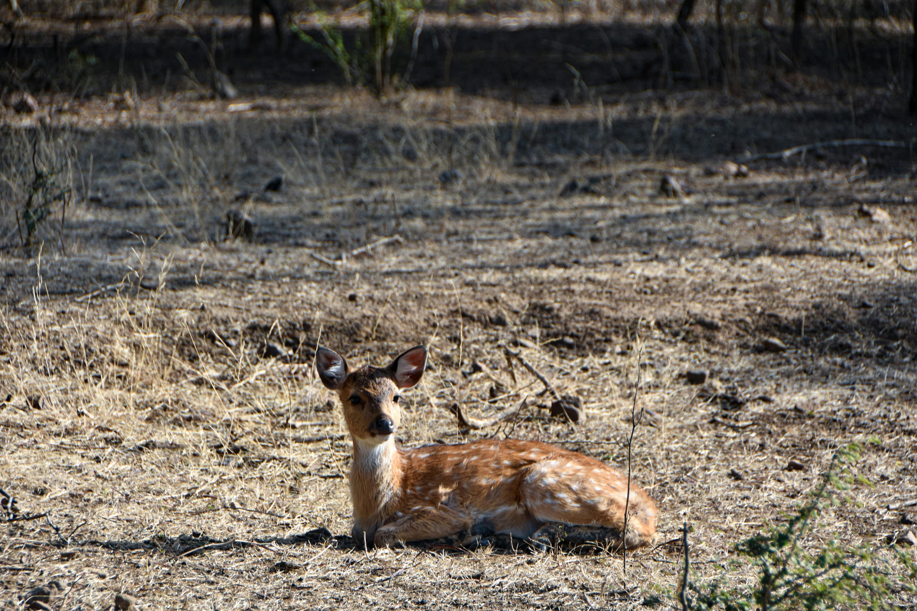 Mirg Deer