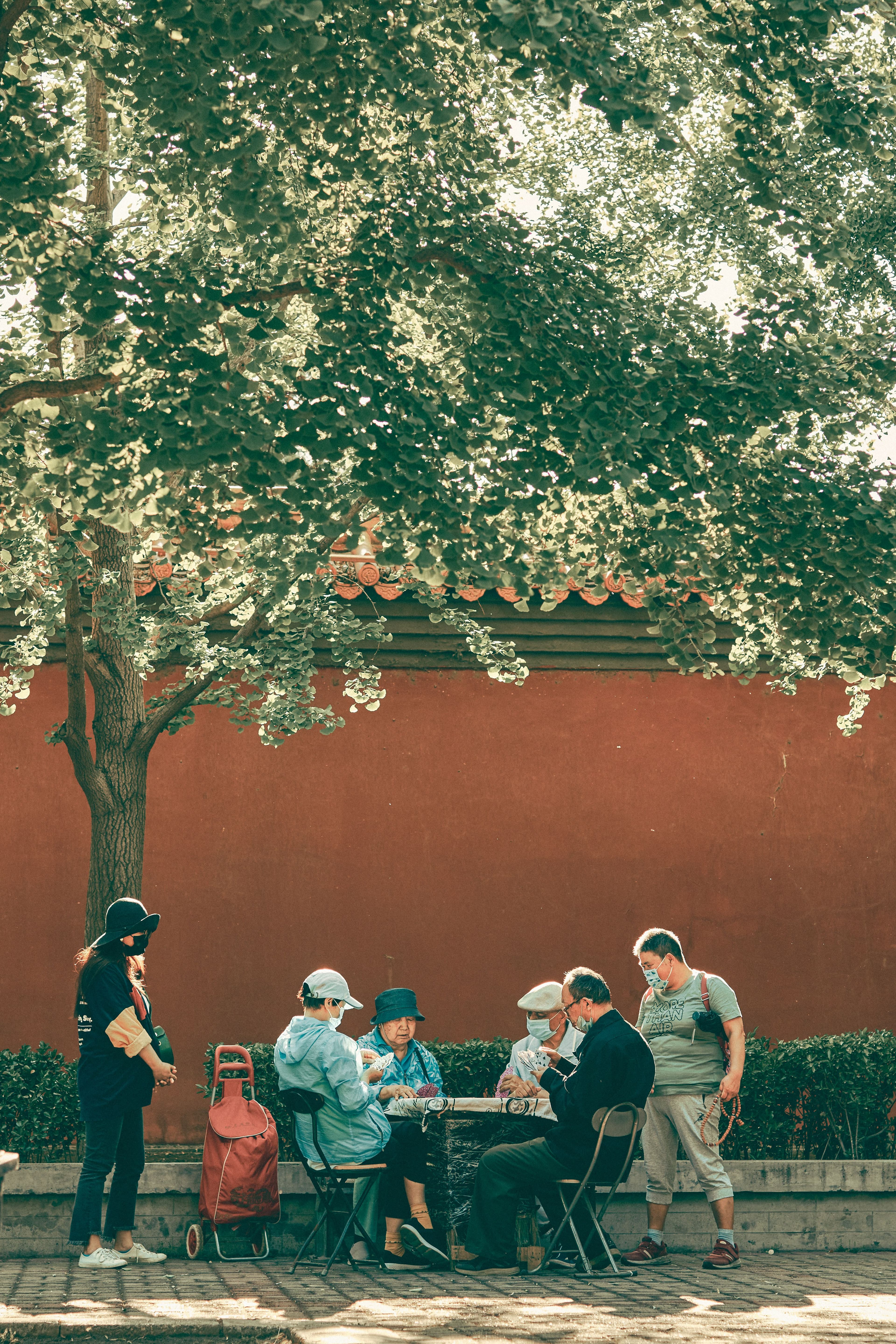 people playing cards below tree