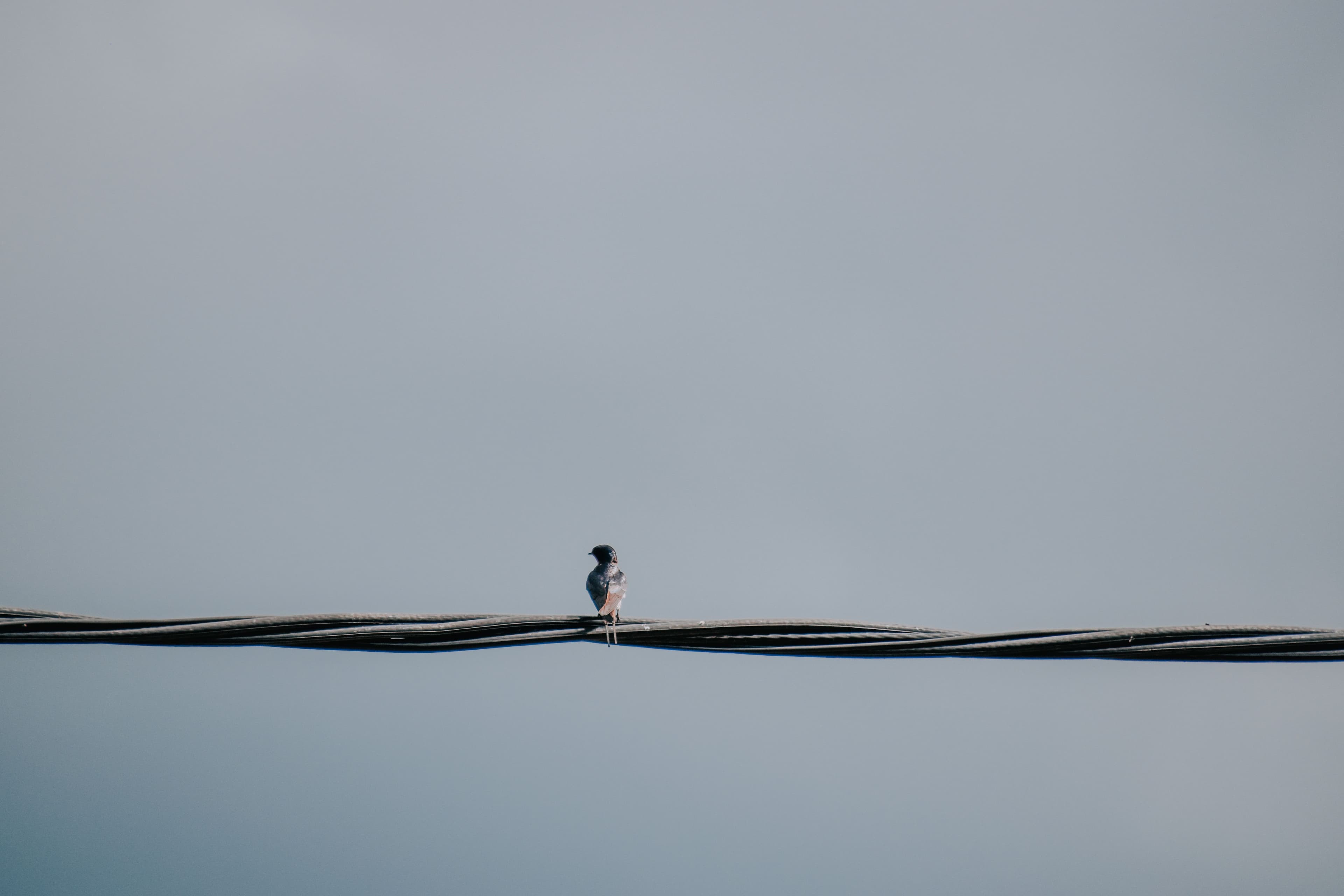A small bird perched calmly on a wire at dawn